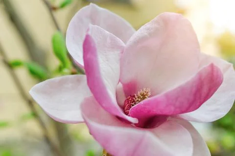 Magnolia flowers on the tree. Stock Photos