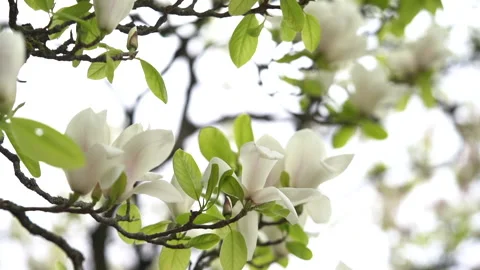 Magnolia in Focus Stock Footage 193013871