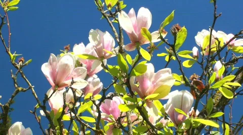 Magnolia 動画素材 702358