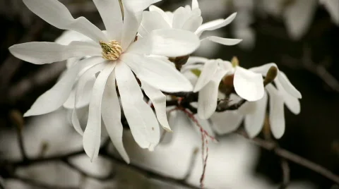Magnolia Video stock 720787