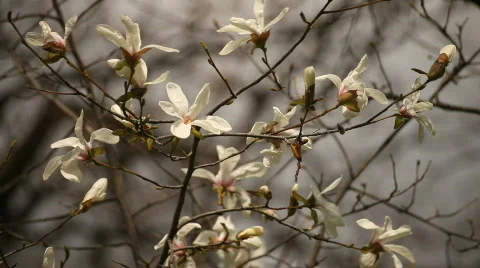 Magnolia Stock Footage 720796