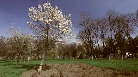 Magnolia Stock Footage 846807