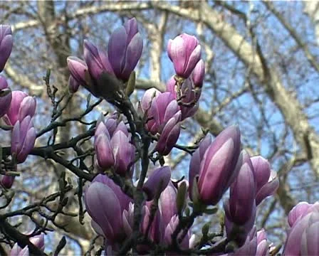 Magnolia Stock Footage 10856080