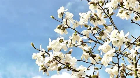 Magnolia Stock Footage 10862922