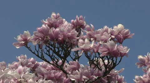Magnolia Stock Footage