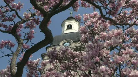 Magnolia Stock Footage