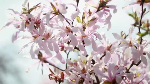 Magnolia Stock Footage 49734763