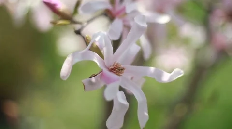 Magnolia Video stock 49734788