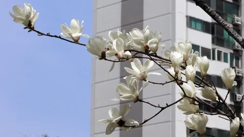 Magnolia Vídeo Stock 106044047