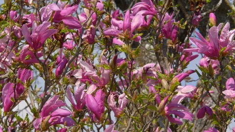 Magnolia Video stock 128586316
