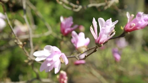 Magnolia Stock Footage 153159526