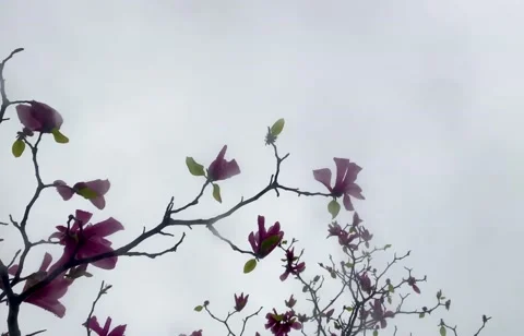 MAGNOLIA Stock Footage 234347006