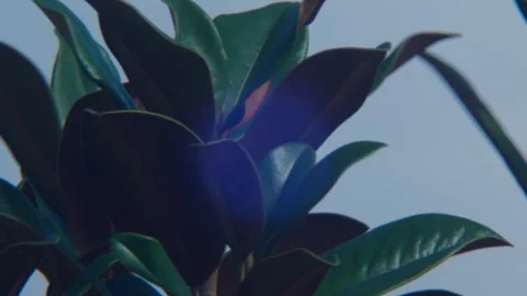 Magnolia Stock Footage 292790908