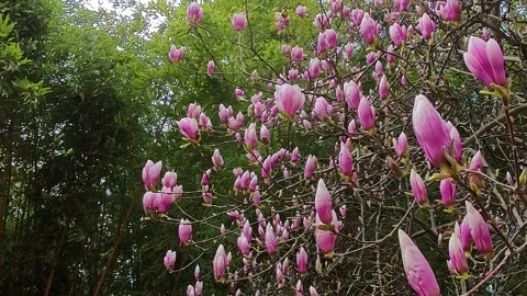 Magnolia Stock-Footage 309024955