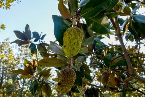 Magnolia Fruit - Pine Cone Bundle Leaflet. Magnolia branch with green seeds Stock Photos