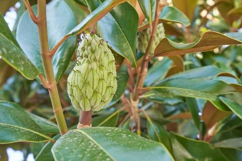 Magnolia fruit on a tree close up Foto stock