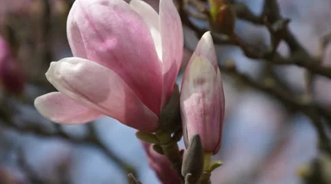 Magnolia in Gera Stock Footage 22832147
