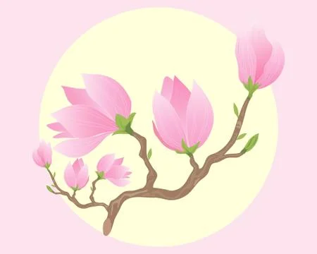 Magnolia Stock Illustration