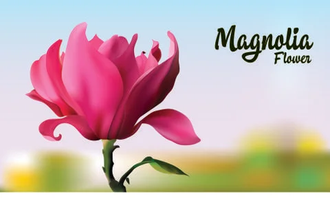Magnolia Stock Illustration