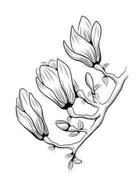 Magnolia Illustrazione stock