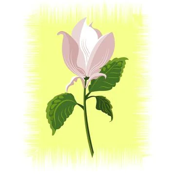 MAGNOLIA Stock Illustration