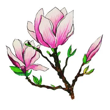 Magnolia Stock Illustration