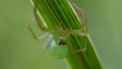 Magnolia Jumping spider Vídeo Stock 196880984