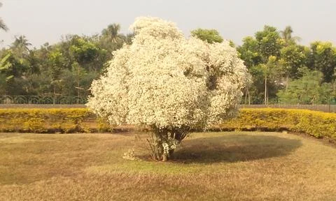 Magnolia Kobus Tree Stock Photos