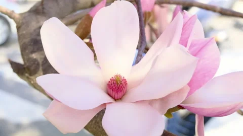 Magnolia large pink flowers on a tree Stock Footage 149308437