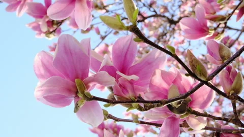 Magnolia large pink flowers on a tree Stock Footage 149308733