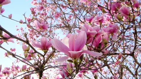 Magnolia large pink flowers on a tree Stock Footage 149308746