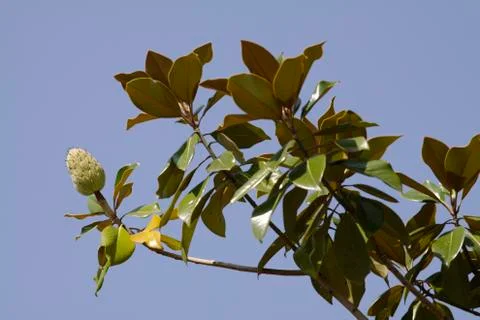 Magnolia leaf Stock Photos