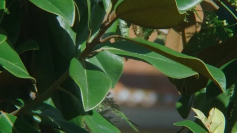 Magnolia leaves. Stock Footage 292791593