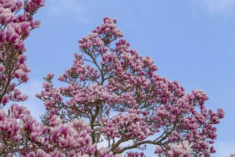 Magnolia with lots of pink flowers Stock Photos