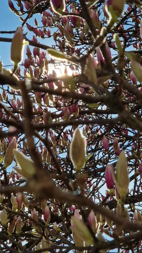 Magnolia Magic in Sunlight Video stock 312216170