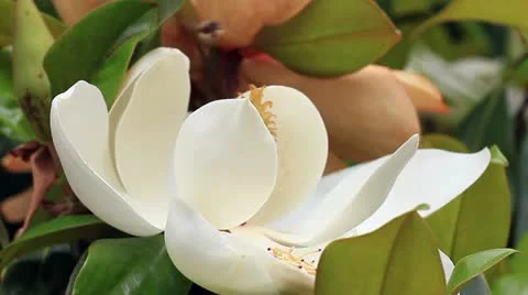 Magnolia nectar for bees Stock Footage