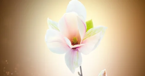 Magnolia opening bud  Stock Footage 84877391