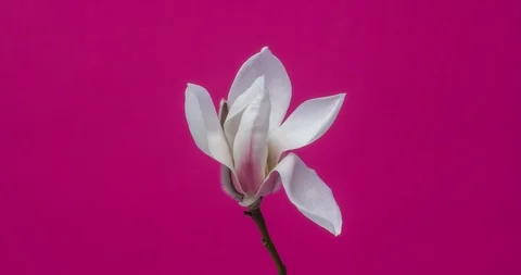 Magnolia opening on pink background timelapse Stock Footage 88029031