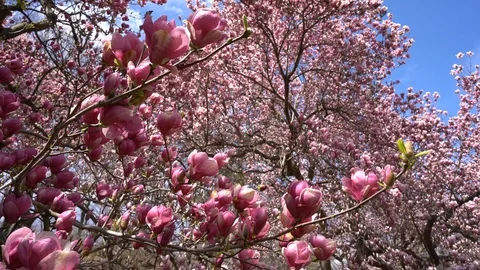 Magnolia Pan Stock Footage 102743876