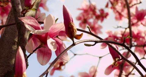 Magnolia Pedals in the Spring Stock Footage 27564605