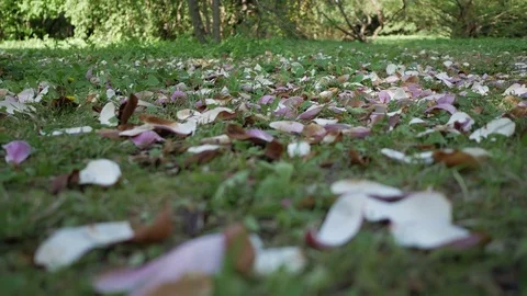 Magnolia petals on the grass Video stock 75003060