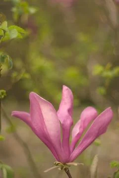 Magnolia Stock Photos
