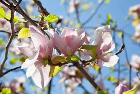 Magnolia Stock Photos