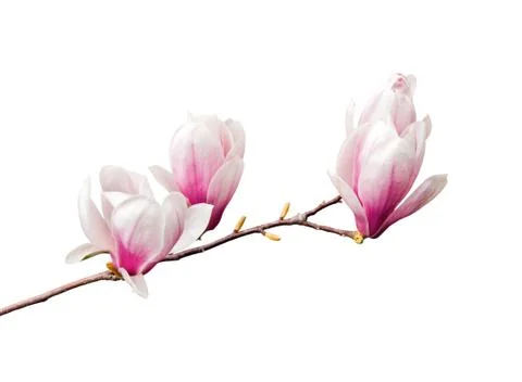 Magnolia Stock Photos