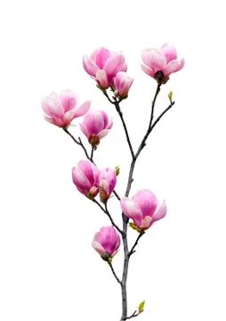 Magnolia Stock Photos