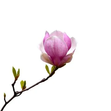 Magnolia Stock Photos