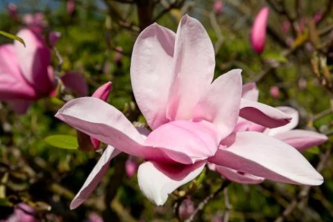 Magnolia Stock Photos