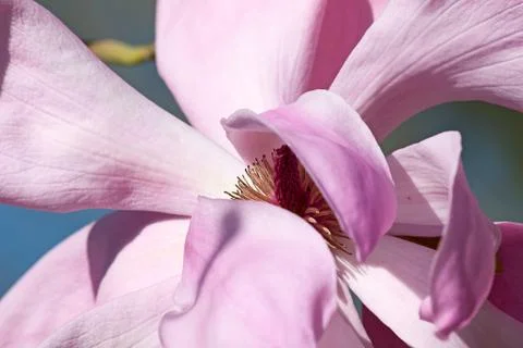 Magnolia Stock Photos