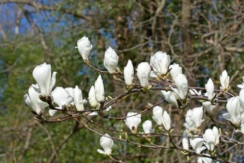 Magnolia Stock Photos