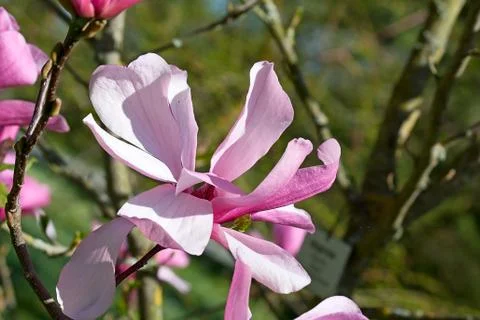 Magnolia Stock Photos